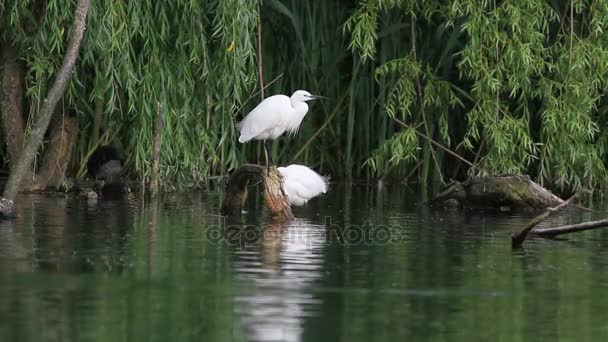 Seidenreiher im rieti-see in italien — Stockvideo