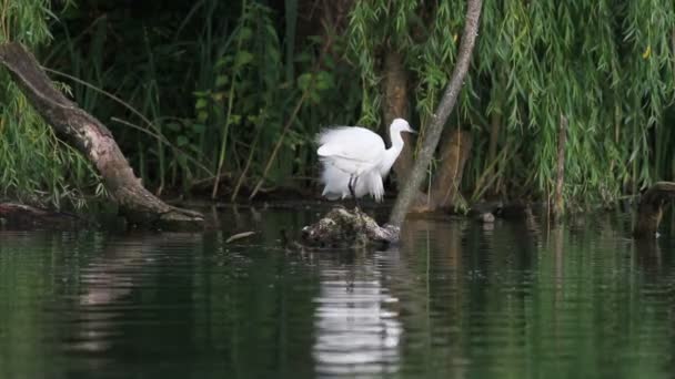 Seidenreiher im rieti-see in italien — Stockvideo