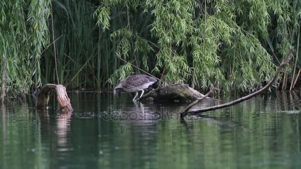 Héron de nuit dans le lac de Rieti Réserve en Italie — Video