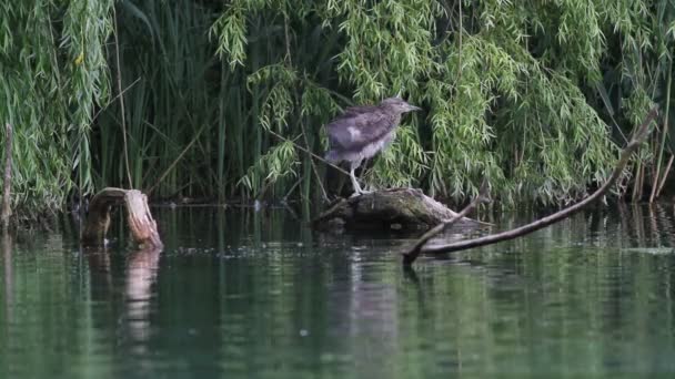 Garza nocturna en el lago de la Reserva de Rieti en Italia — Vídeo de stock