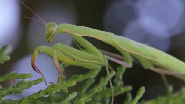 Closeup of praying mantis — Stock Video