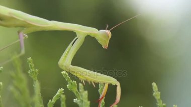 peygamber devesi closeup