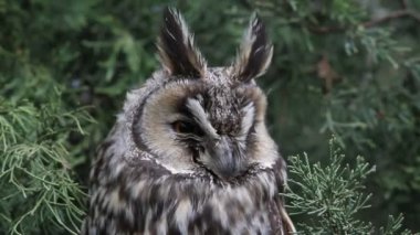 Macaristan ormandaki baykuş