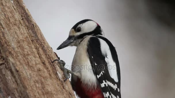 Picchio macchiato grande sull'albero — Video Stock