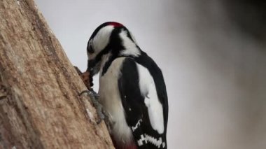 Ağaçtaki büyük benekli ağaçkakan