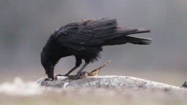 Macaristan ormandaki karga