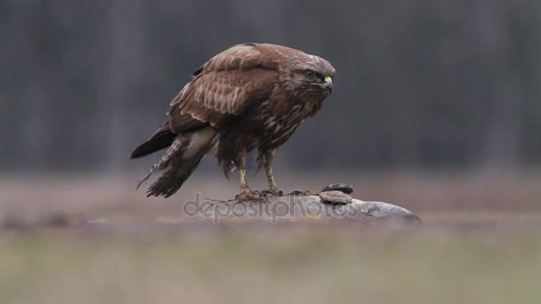 秃鹰在匈牙利的森林 — 图库视频影像