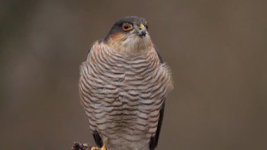 Macaristan ormandaki Şahin