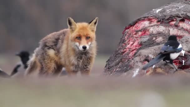 Red fox eats meat — Stock Video