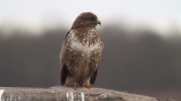 Buzzard in the forest in Hungary — Stock Video