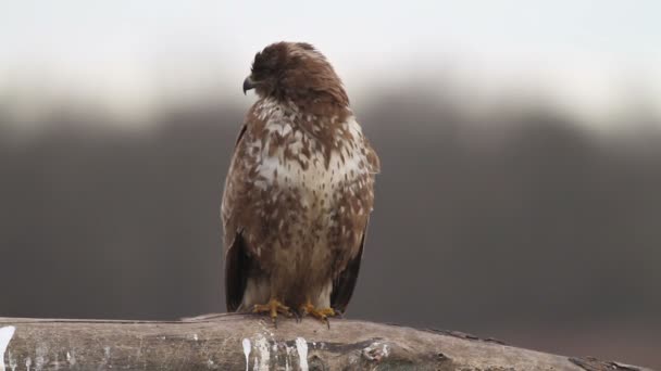 Buzzard in the forest in Hungary — Stock Video