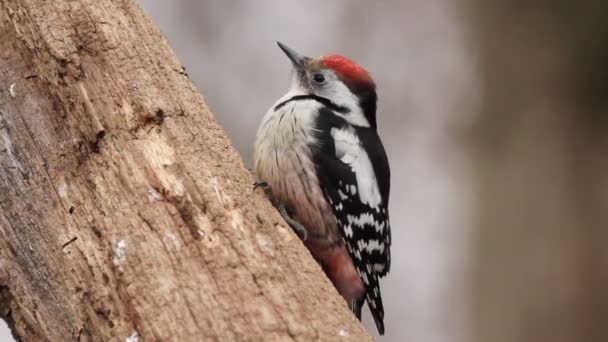 Pájaro carpintero en árbol — Vídeos de Stock