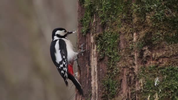 Great Spotted Woodpecker on tree — Stock Video