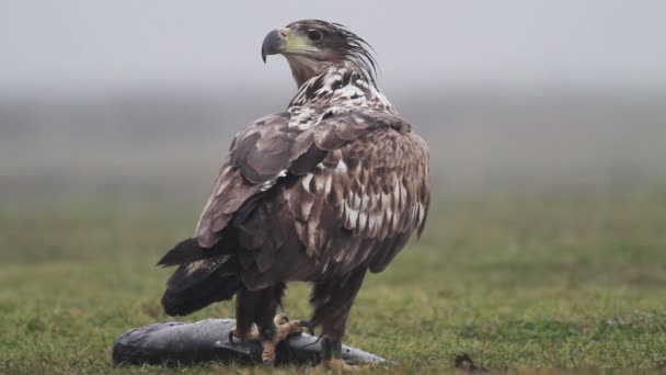 Sea eagle in Hungary — Stock Video