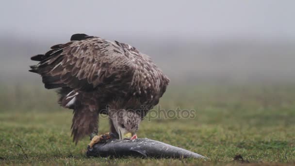 Морской орел в Венгрии — стоковое видео