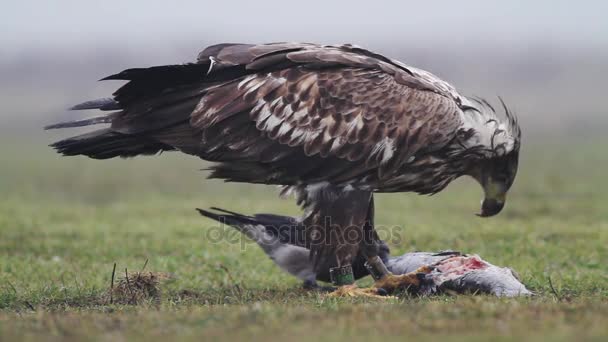 Zeearenden eten vis — Stockvideo