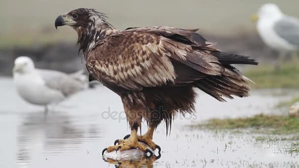 Sea Eagle In Hungary