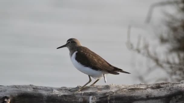 Sandpiper comum no tronco no lago — Vídeo de Stock