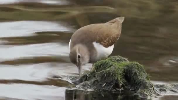 Common Sandpiper in the pond — Stock Video