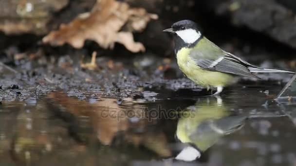 Great tit wash in the pond — Αρχείο Βίντεο