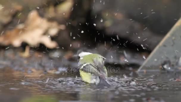 Grande tit lavagem no lago — Vídeo de Stock