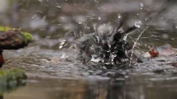 大山雀在池塘里洗 — 图库视频影像