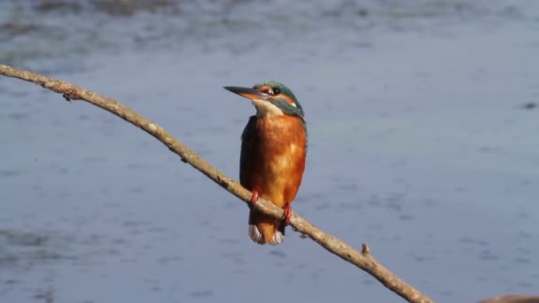 Kingfisher på gren — Stockvideo
