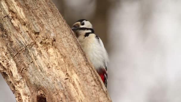 Great Spotted Woodpecker on tree — Stock Video