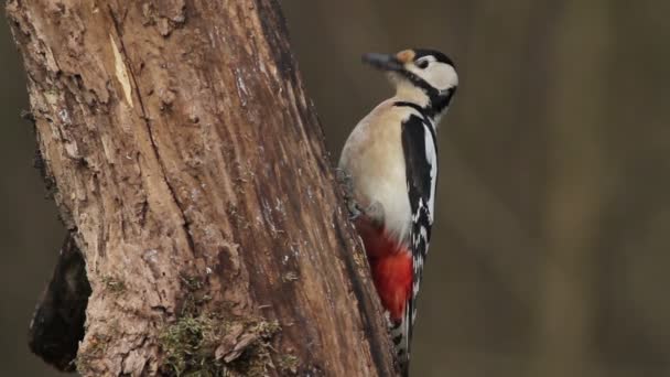 Grote gevlekte specht op boom — Stockvideo