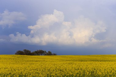 Kolza tohumu alan İtalya Viterbo eyaletinde