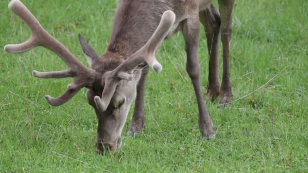 Ciervos comiendo hierba en el bosque en Italia — Vídeos de Stock