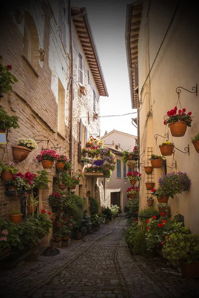 Çiçek sokaklarında Spello Umbria, İtalya.