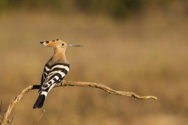 İbibik ahşap İtalya