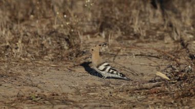 İbibik ahşap İtalya