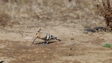 İbibik ahşap İtalya