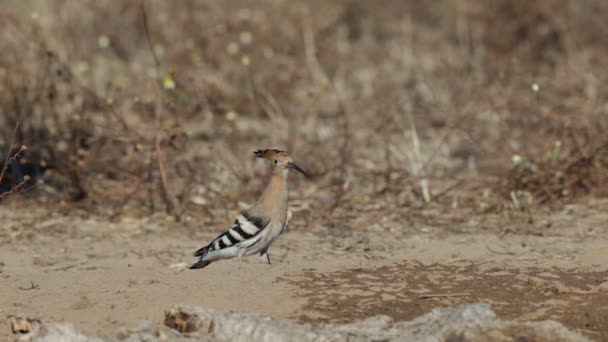 Hoopoe na madeira em Itália — Vídeo de Stock