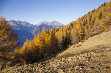 Sonbahar manzara Valtellina İtalya içinde.