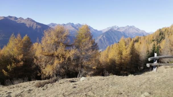 Autumn landscape in Valtellina in Italy. — Stock Video