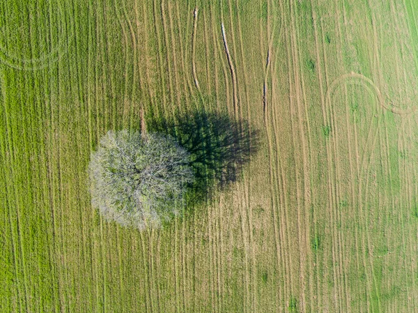 Flygfoto över en ek i fältet upplöjd — Stockfoto