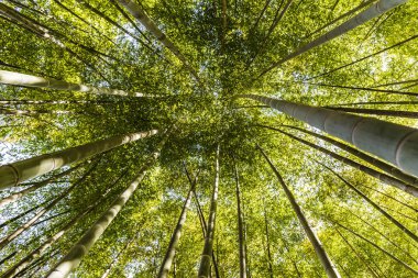A natural green roof. Bottom up view of a Giant Bamboo garden in Rome during Springtime. clipart