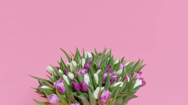 Pembe stüdyo arka planında büyük bir buket renkli bahar lale çiçeği. 8 Mart ya da doğum günü hediyesi.