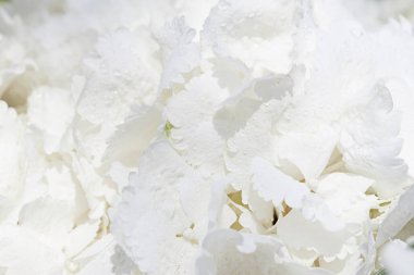 Beyaz bir gülün yapraklarındaki çiğ tanesi. Yazlık evde taze çiçekler.