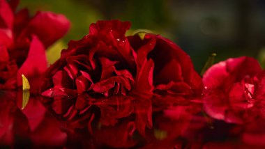 Büyük açan, ıslak kırmızı şakayık ve su damlaları. Çiçek dokusu. Arkaplan ve duvar kağıdı