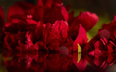 Büyük açan, ıslak kırmızı şakayık ve su damlaları. Çiçek dokusu. Arkaplan ve duvar kağıdı