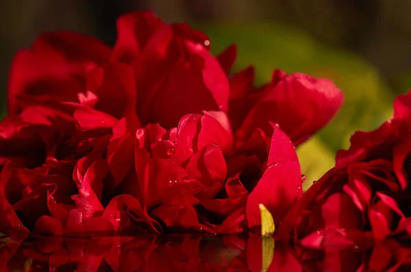 Nagy Virágzó Nedves Vörös Bazsarózsa Vízcseppekkel Virágos Textúra Háttér Tapéta — Stock Fotó