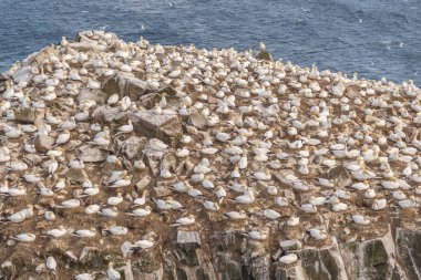 Gannet kuşlar Cliffside üzerinde