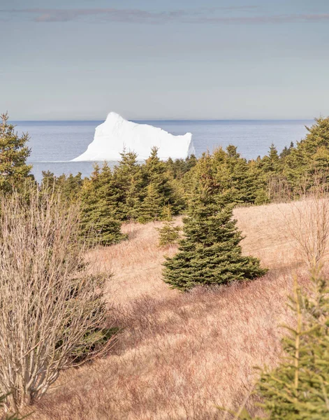 Iceberg і хвойні дерева Портрет — стокове фото