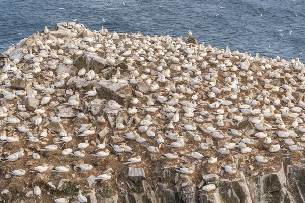 Gannet Birds on Cliffside — Stock Photo, Image