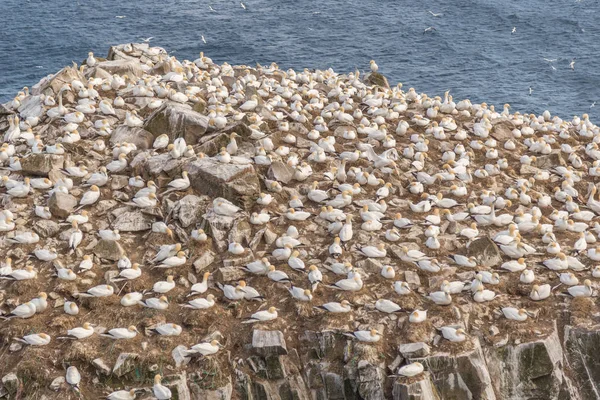 Uccelli Gannet sul fianco della scogliera Fotografia Stock