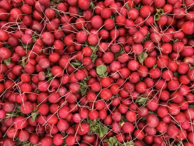 Bir avuç turp. Taze hasat edilmiş, mor renkli turp. Turp yetiştiriyorum. Sebze yetiştiriyorum. Sağlıklı yemek geçmişi. Avrupa turpları (Raphanus sativus)